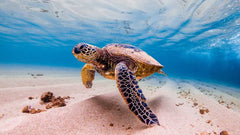 Tipos de tortuga marina: conoce todo sobre las 7 especies