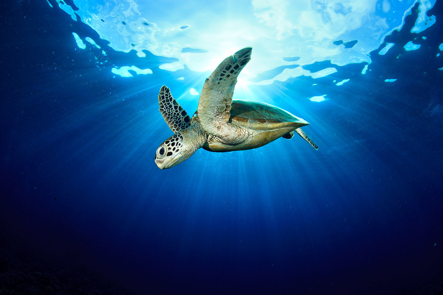 Tortuga Carey: especie que anida en Las Coloradas – SAL ROCHE