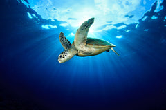 Tortuga Carey: especie que anida en Las Coloradas